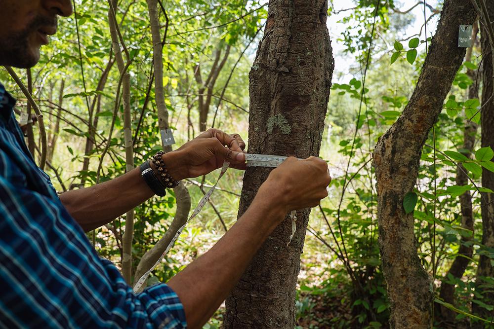 A protocol for canopy cover monitoring on forest restoration projects using  low-cost drones